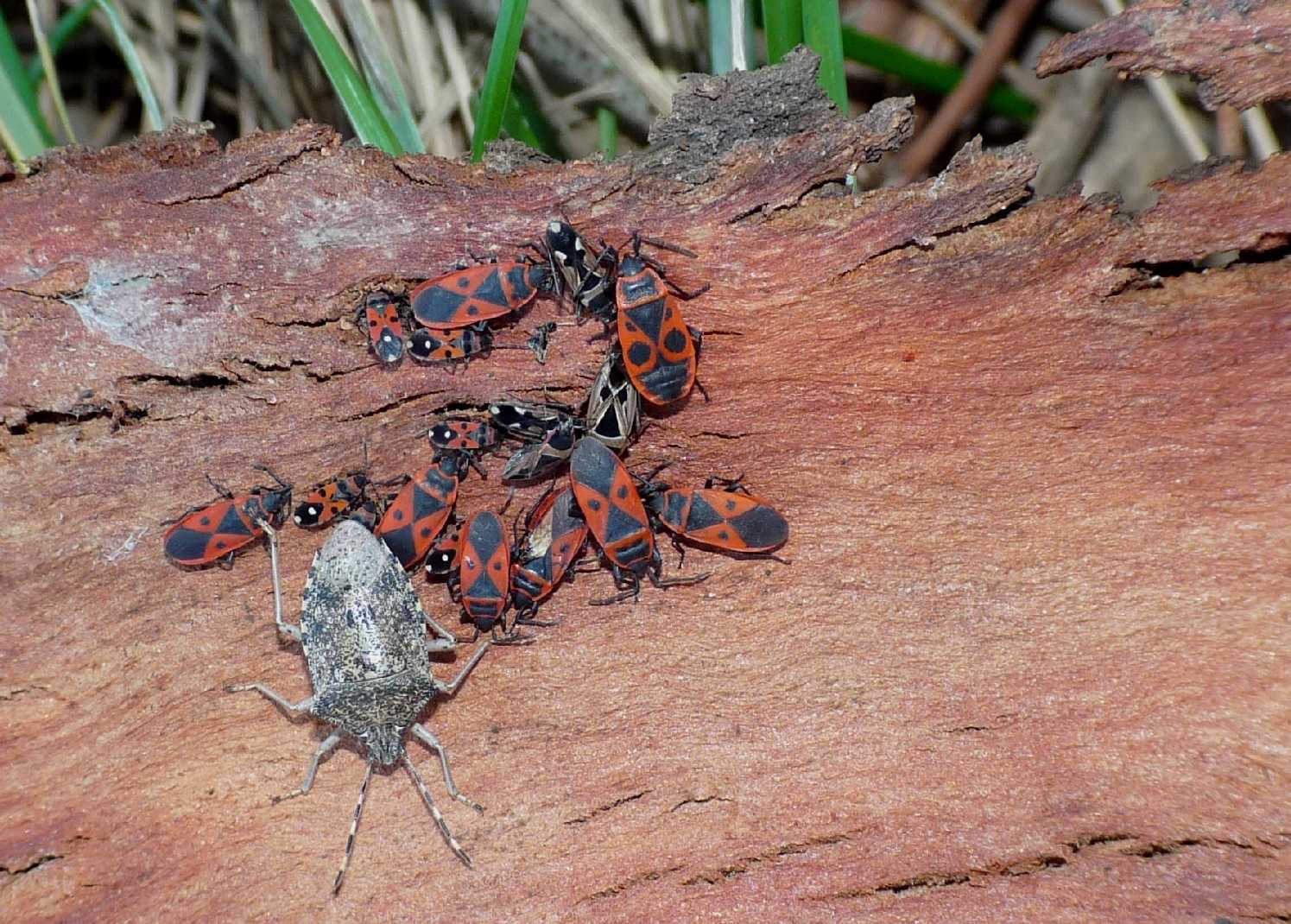 Vari Heteroptera svernanti.